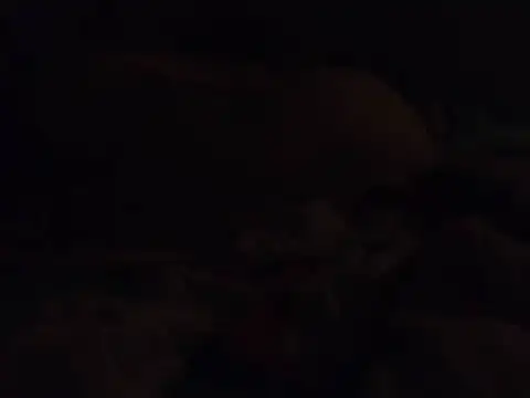 k-dong webcam