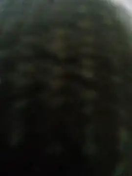 Batsheva webcam