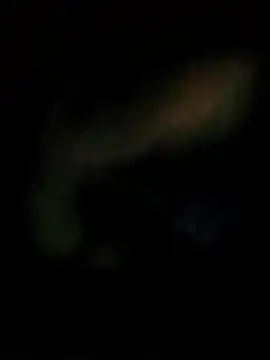 SinnedShinny live cam preview