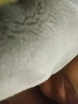 Nasipussy webcam