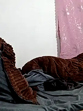 Sexy-booby