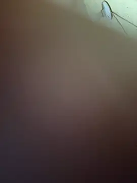 Deexxxteer