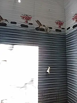 Hiptonos live cam