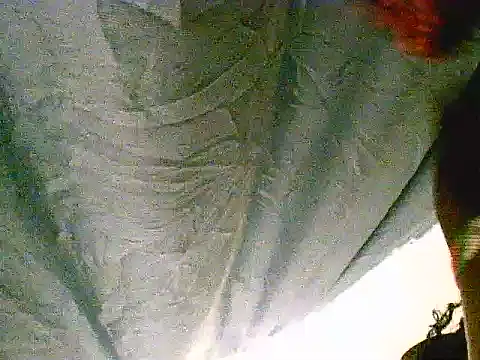 Prickly_ebony