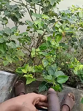 vikash8240 (M young) - #anal #big-cocks #bisexuals #black-hair #blowjob #cam2cam #cheapest-privates #cumshot #deepthroat #dirty-talk #ejaculation #handy #indian #mobile #muscular #outdoor #recordable-privates #recordable-publics #sexting #top #young