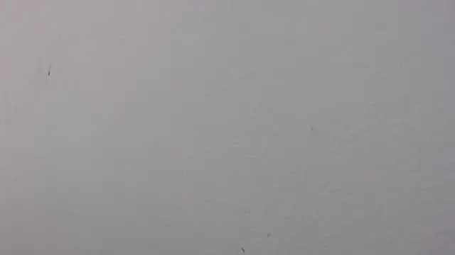 Adriana_0312