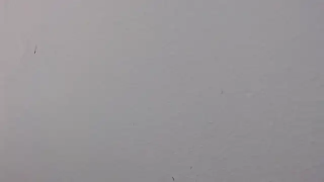 Adriana_0312