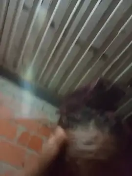 alexa_paloma2