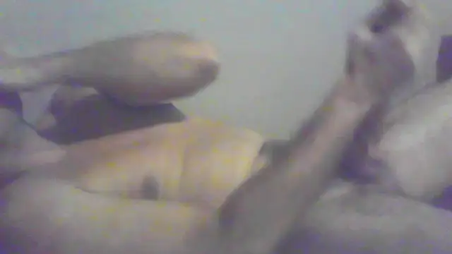 cobrosdepagos