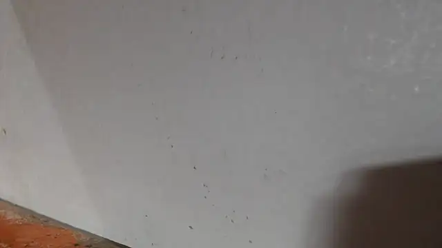 alexam_gal@xh webcam