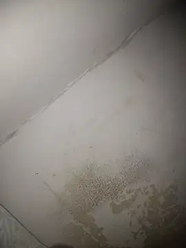 DrewZoonosis webcam