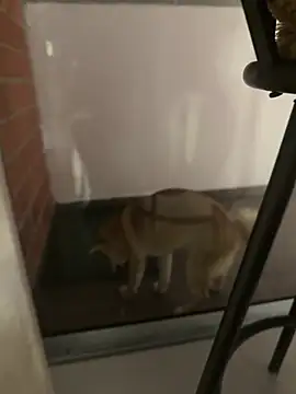 ZaraLuuv live cam