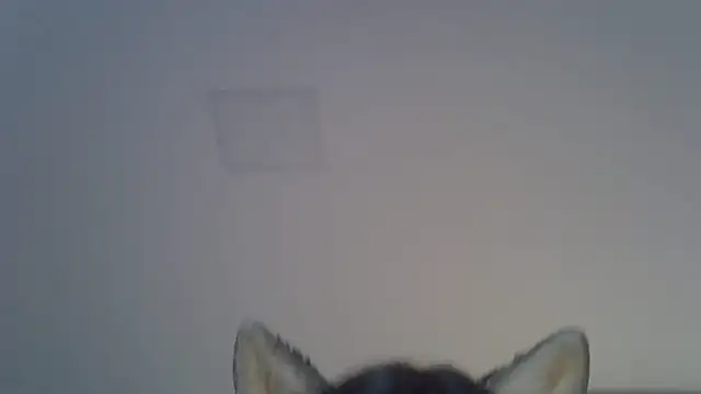 SkinnyKitten