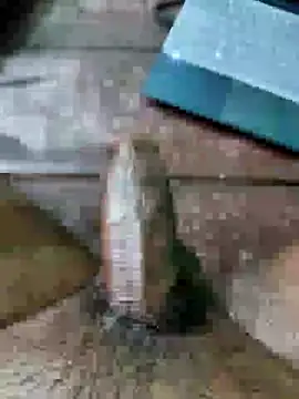 rodhathor live cam on StripChat