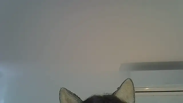 SkinnyKitten