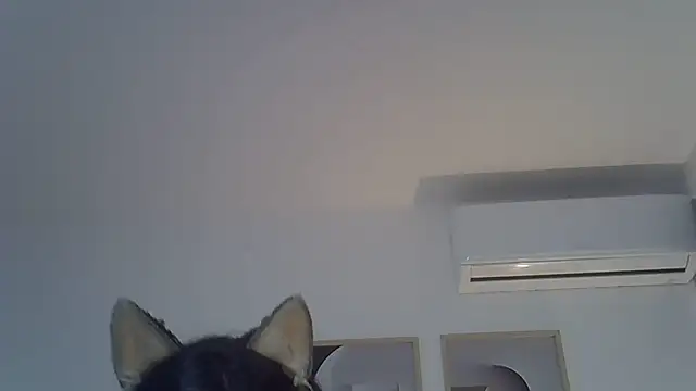 SkinnyKitten