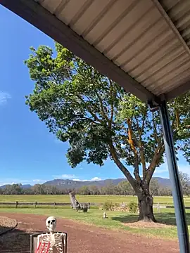 aus_queen webcam