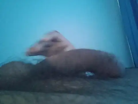db_boy (M young) - #bbc #cam2cam #cheap-privates #colorful #cumshot #handy #hd #hindi #indian #masturbation #mobile #skinny #straight #young