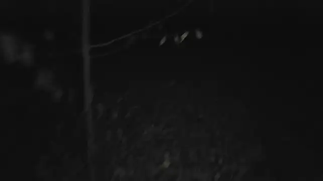 Vuitton live cam