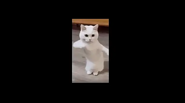 DrollModel