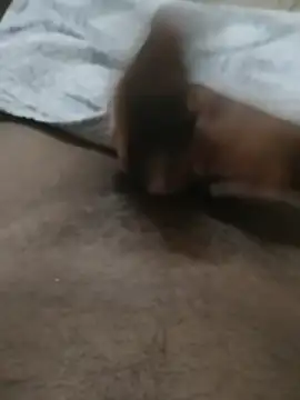 Pua009