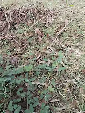 fokingboy73 (M young) - Cum show